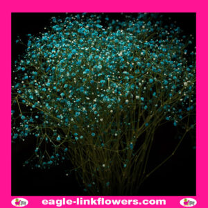 Dyed Gypsophila Teal