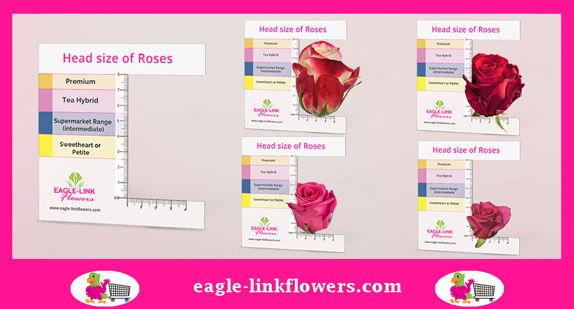 head-size-of-roses-comparing