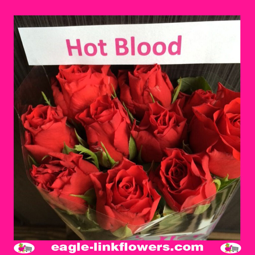 Hot Blood – T-Hybrid Roses