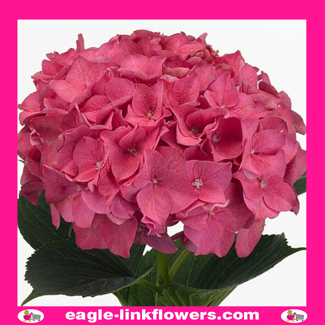 Link Hydrangea Hot Pink Hydrangea - Eagle-Link Flowers