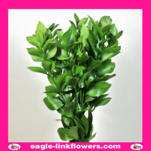Ruscus