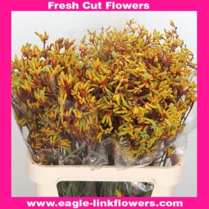 Kangaroo paw Orange Velvet - Anigozanthos