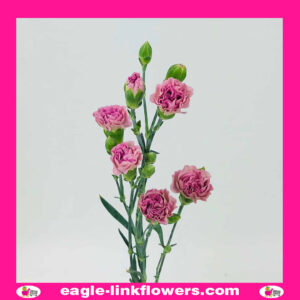 Lavender Lilac Purple Spray Carnation