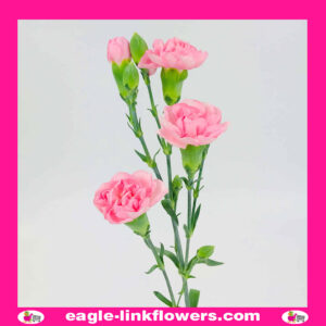 Light Pink Spray Carnation