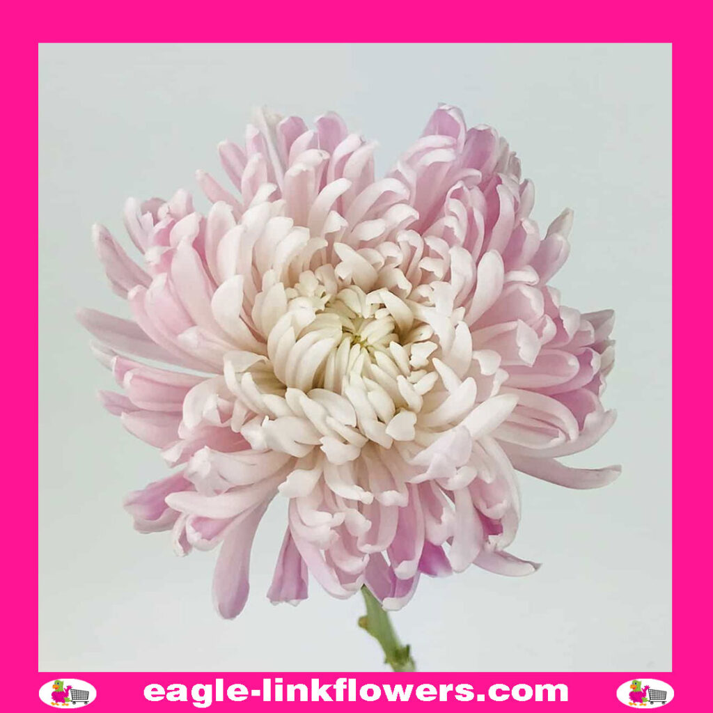 Lilac Purple Mono Disbud Deco Chrysanthemum