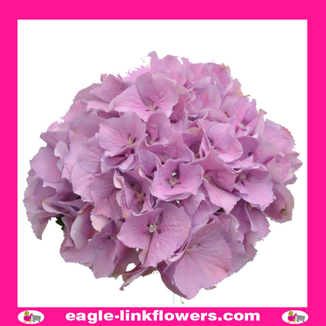 Lilac Purple Hydrangea
