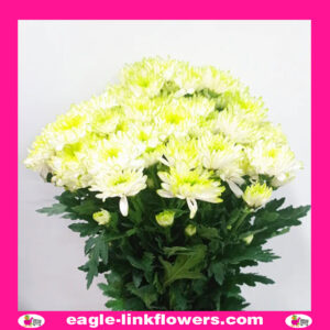 Lime Green Spray Chrysanthemum