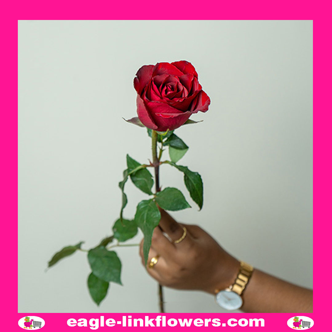 madam-red-1