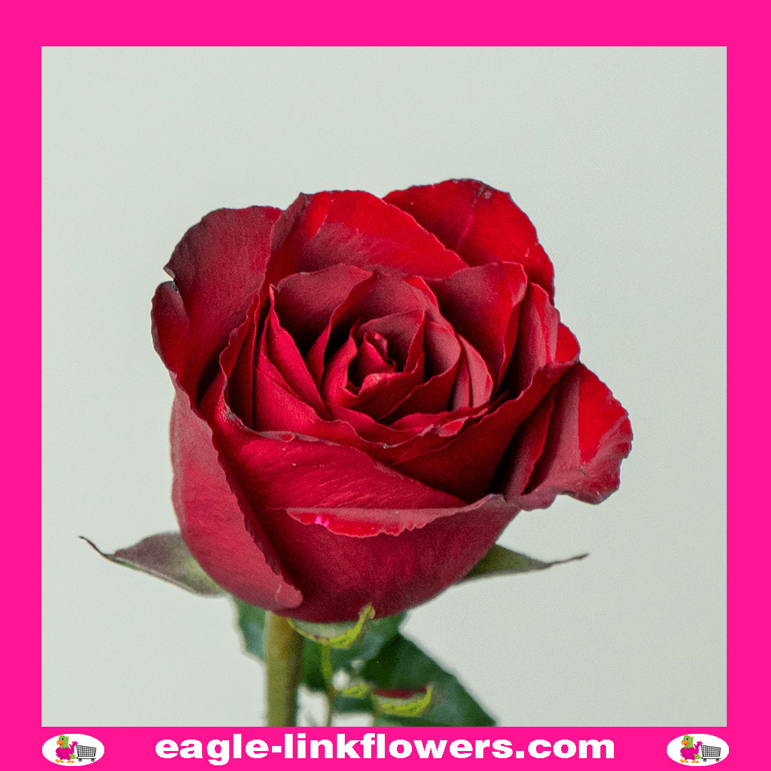 Madam Red – Premium Roses