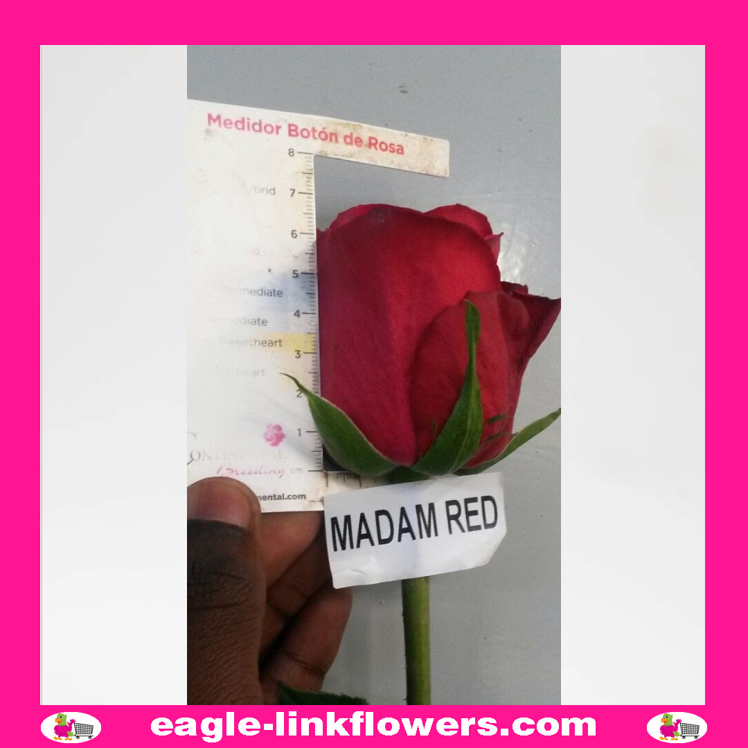 madam-red-rose