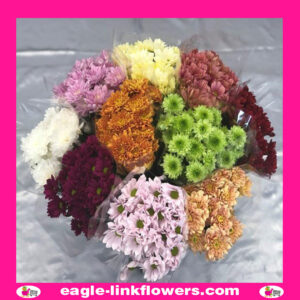 Mix Color – Spray Chrysanthemum (Pompoms)