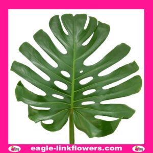 Monstera Leaf