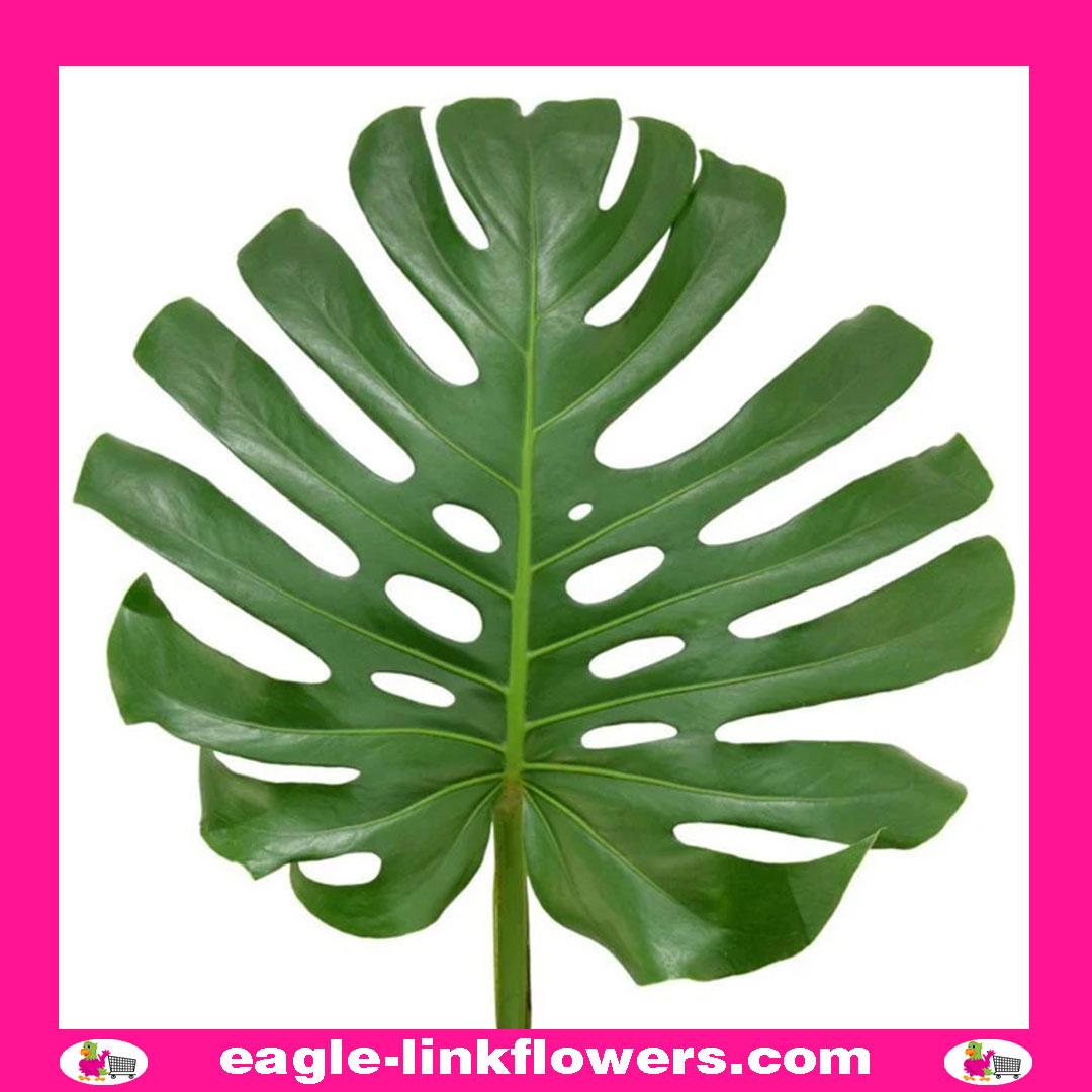Monstera Leaf