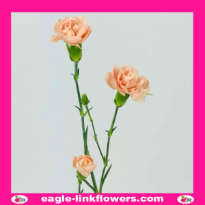 Peach Spray Carnation