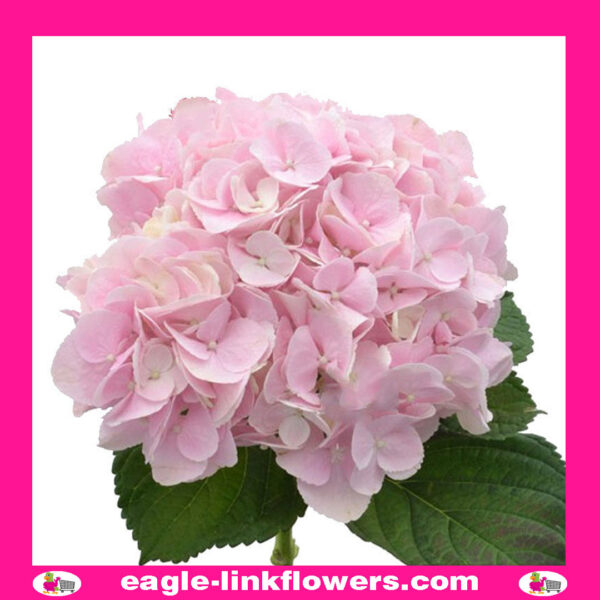 Link Hydrangea Pink Hydrangea - Eagle-Link Flowers