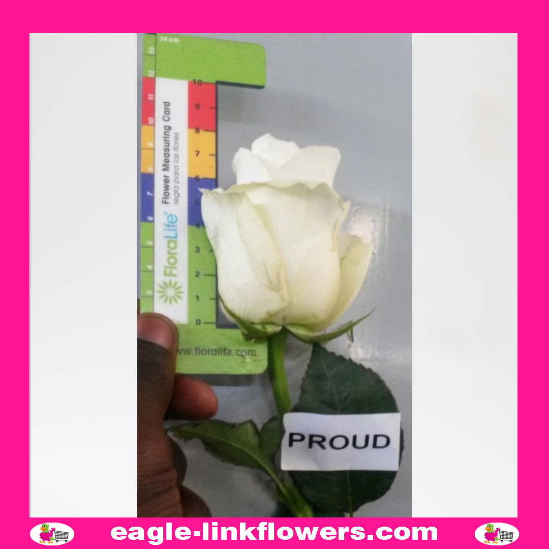 proud-rose