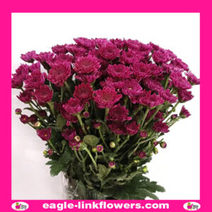 Purple Spray Chrysanthemum (Pompoms)