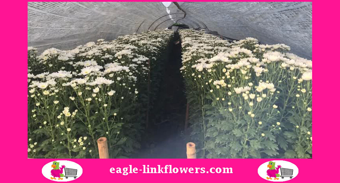 ready-to-harvest-white-spray-chrysanthemums