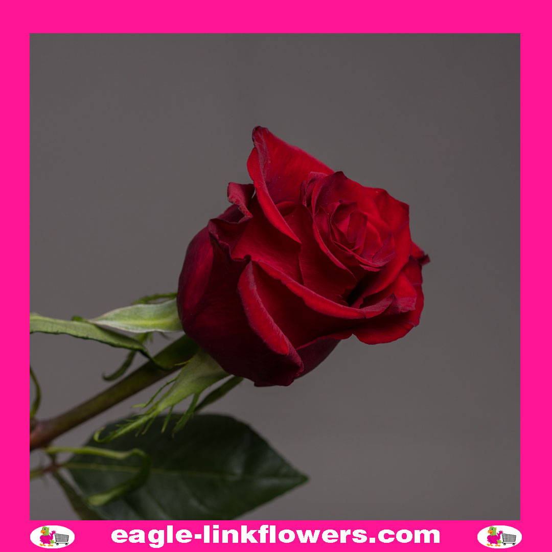 rose-ever-red