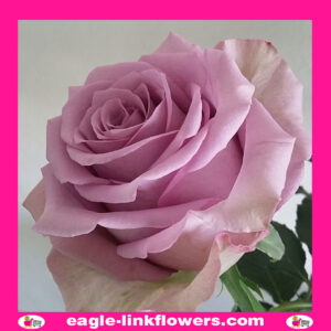 Safi – Premium Roses