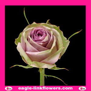 Samantha Bridal – Premium Roses