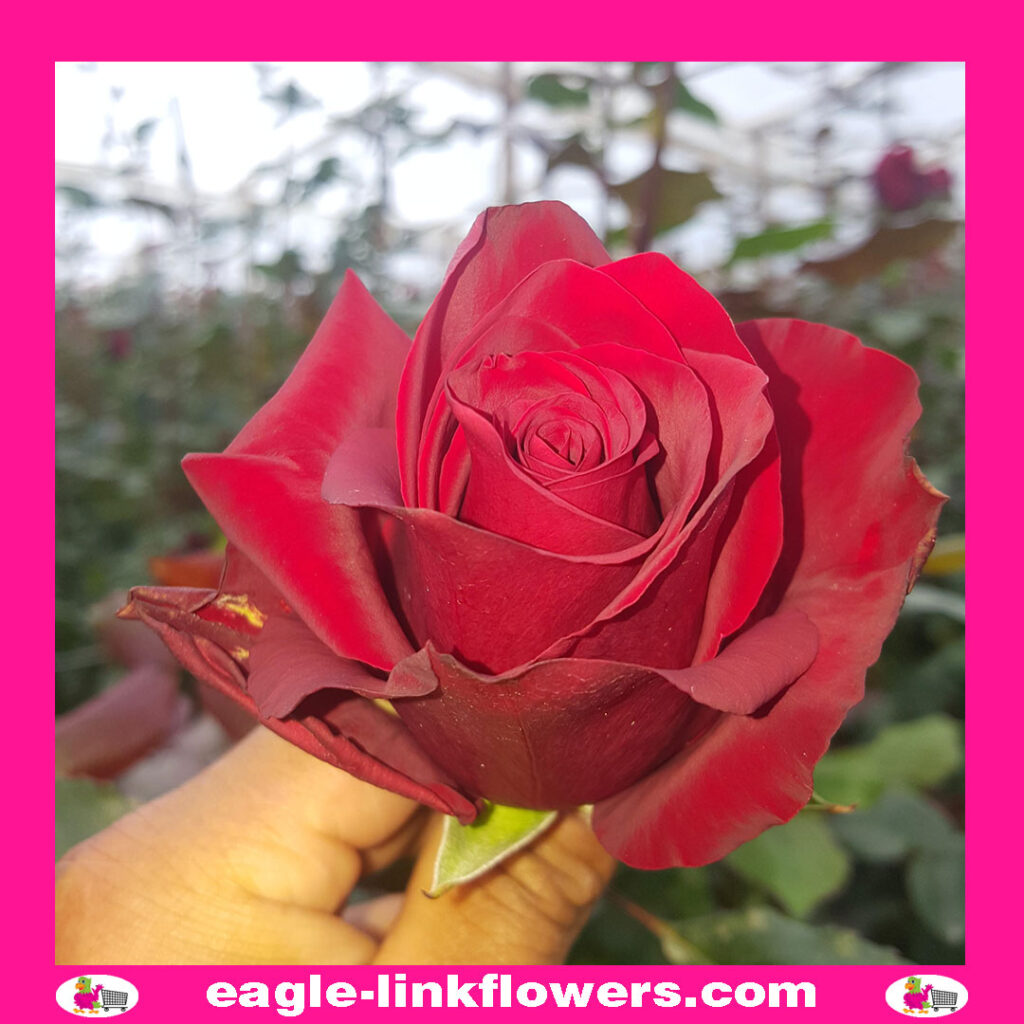 Samourai – Premium Roses
