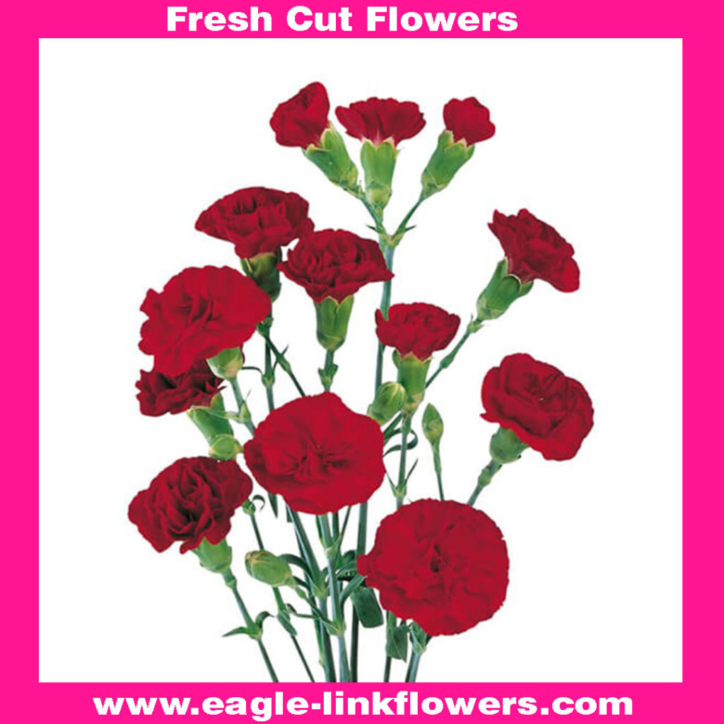 Spray Carnation