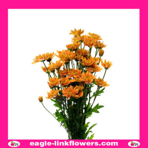 Orange Spray Chrysanthemum (Pompoms)