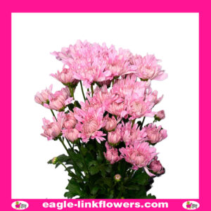 Pink Spray Chrysanthemum (Pompoms)