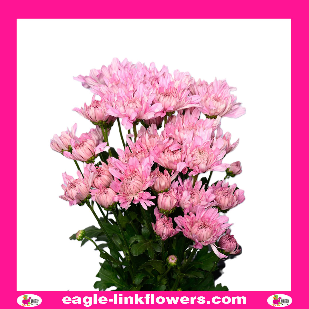 Pink Spray Chrysanthemum (Pompoms)