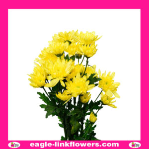 Yellow Spray Chrysanthemum (Pompoms)