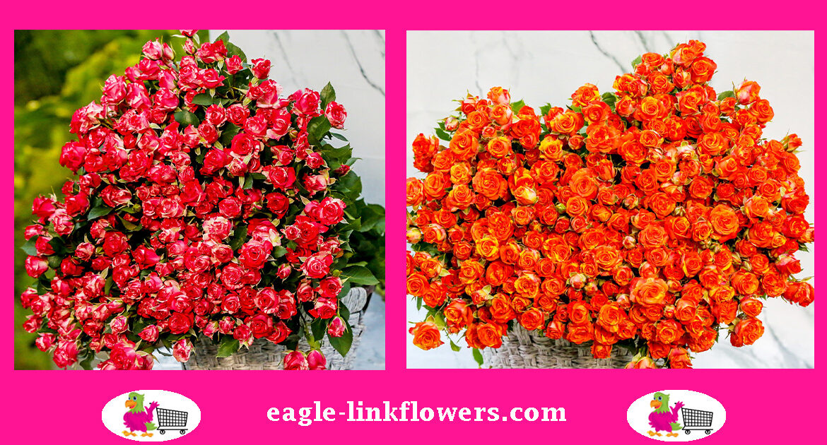 sprayroses-2