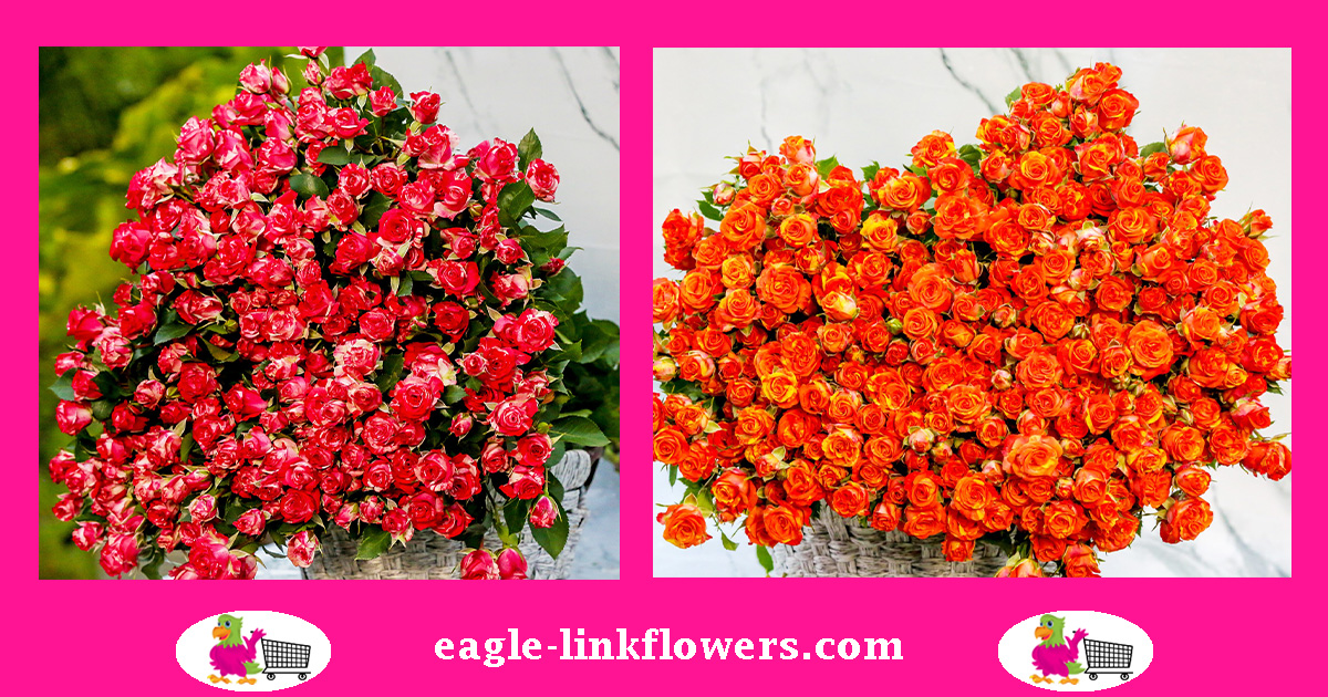 Velaux Spray Roses Everything you need to Know about Spray Roses for Florists - Eagle-Link ...