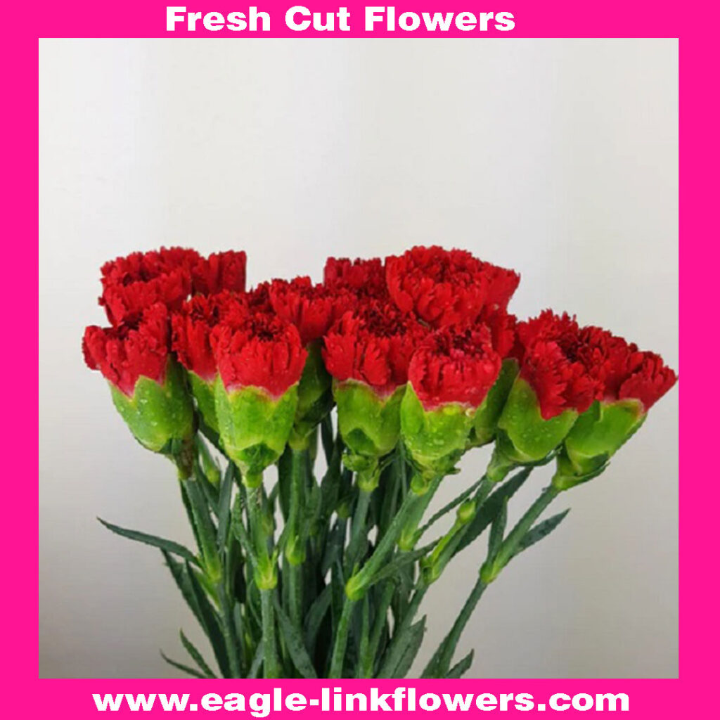 Standard Carnation