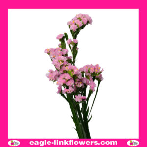 Statice Pink