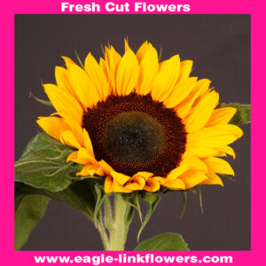 Sunflower (Helianthus)