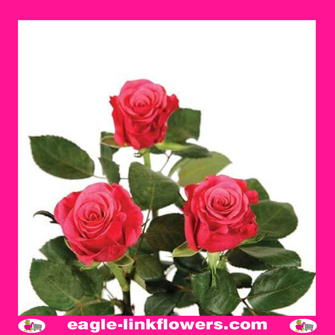 Taccazi – Premium Roses