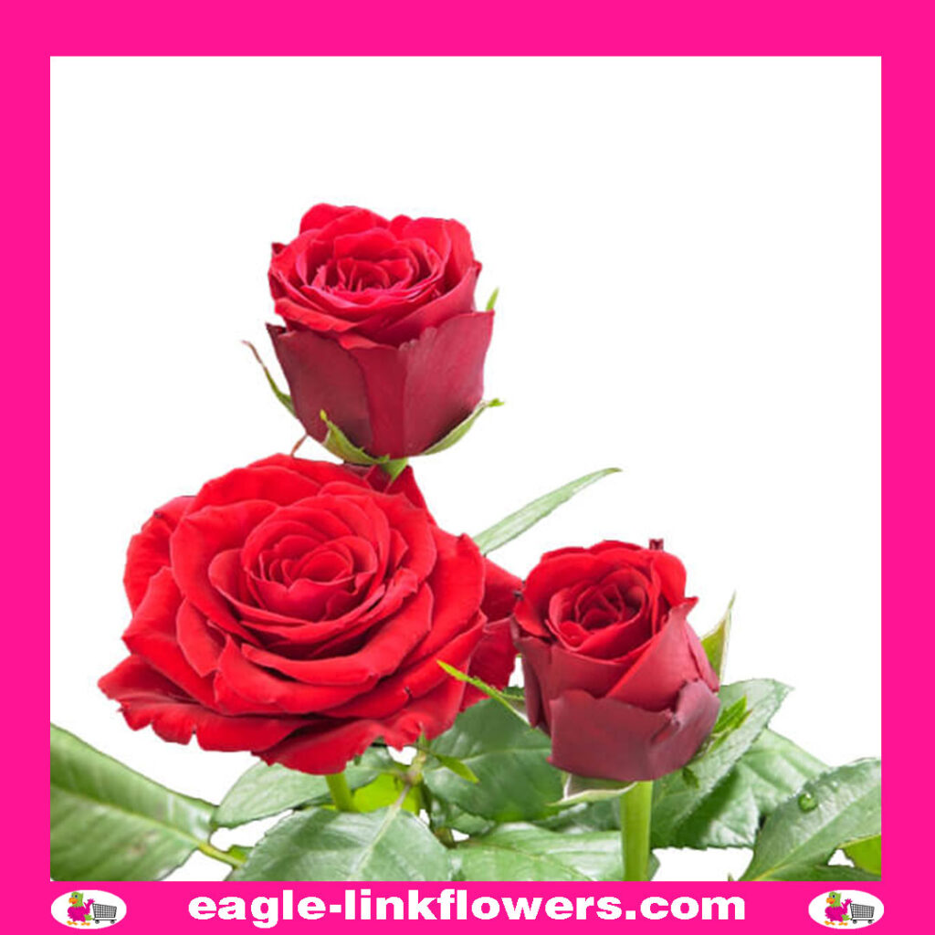 Upper Class – T-Hybrid Roses