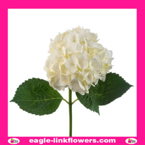 White Hydrangea