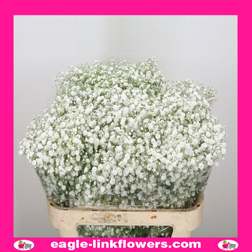 Xlence – Gypsophila