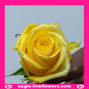 Yelloween – Premium Roses
