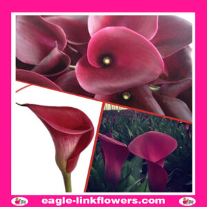 Calla Lily Burgundy