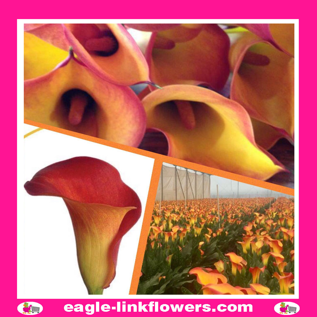 Calla Lily Orange