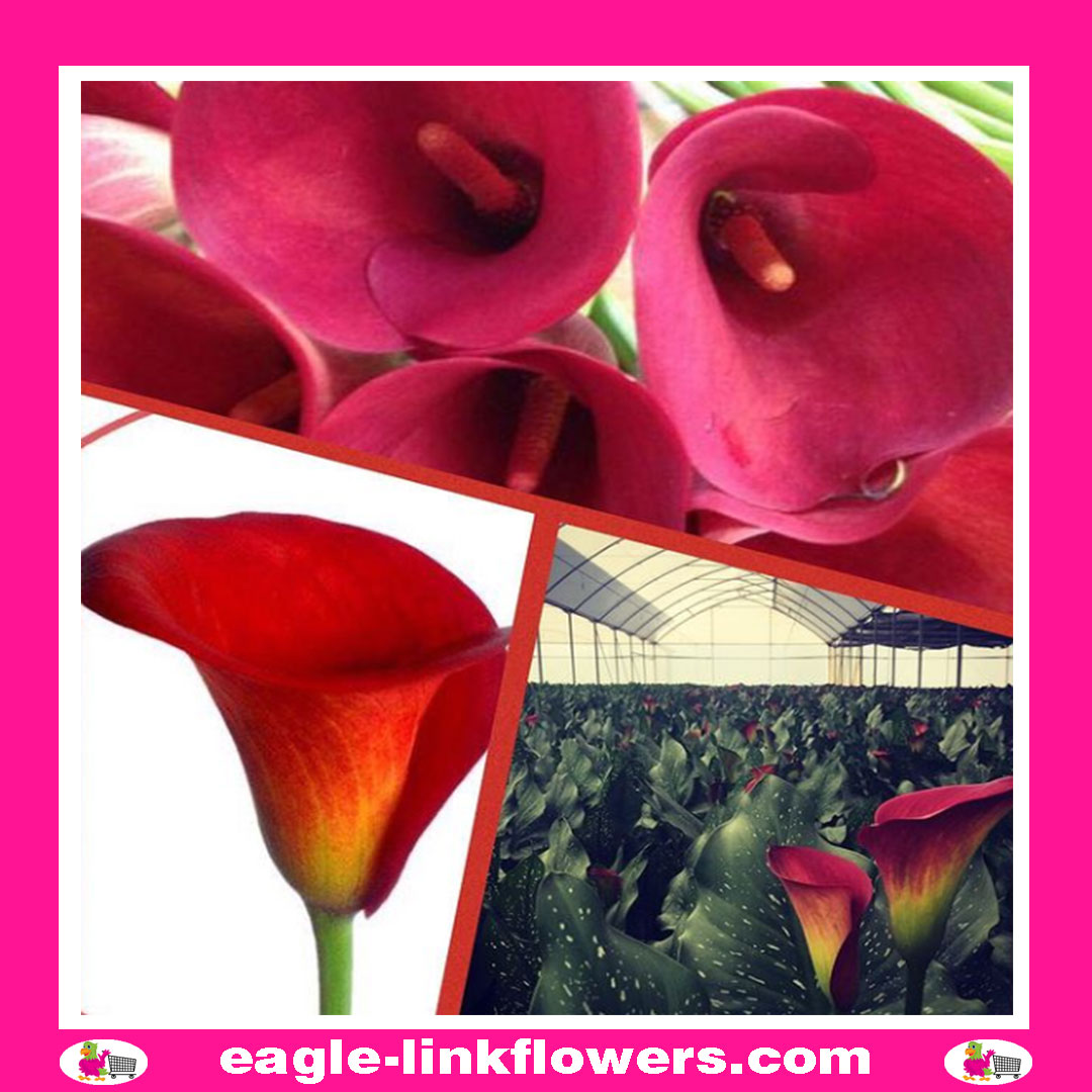 Calla Lily Red
