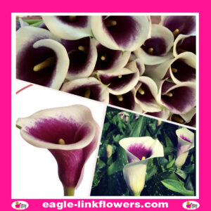 Calla Lily Vermeer Bi-color