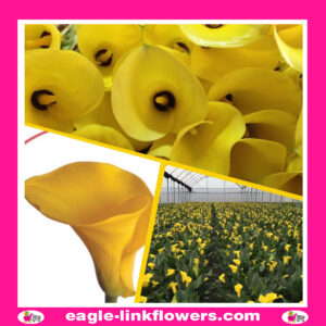 Calla Lily Yellow