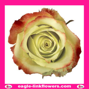 Zazu – Premium Roses