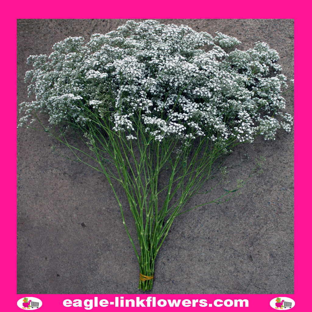 Zinzi - Gypsophila