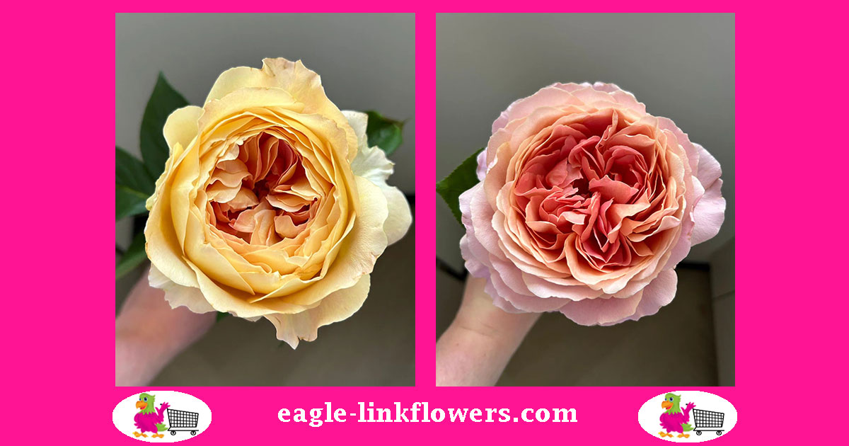 Caramel Antike and Romantic Antike Garden Roses - Eagle-Link Flowers