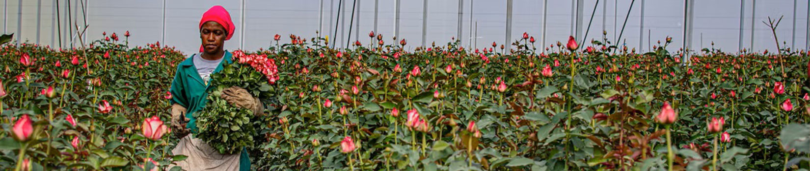 Flora Pura